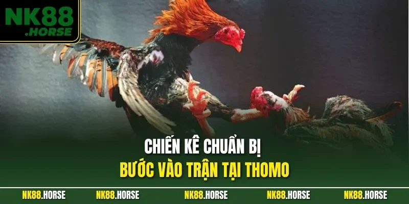 Chiến kê chuẩn bị bước vào trận tại Thomo