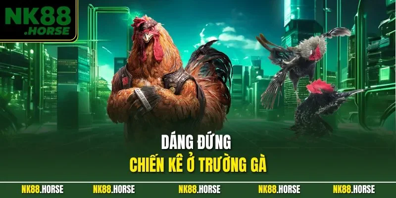 Dáng đứng chiến kê ở trường gà