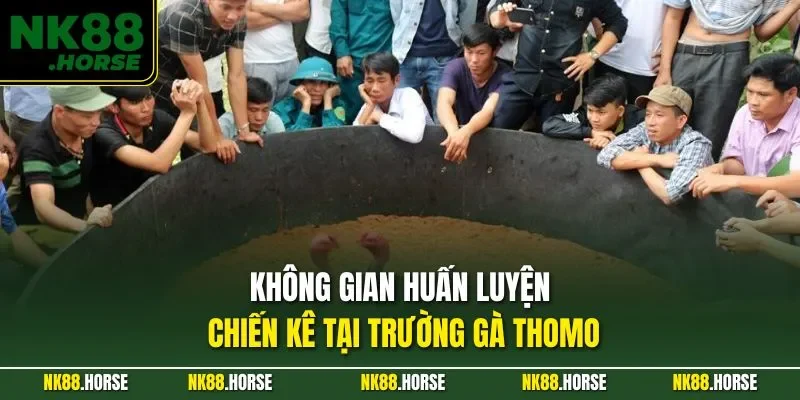 Không gian huấn luyện chiến kê tại trường gà Thomo