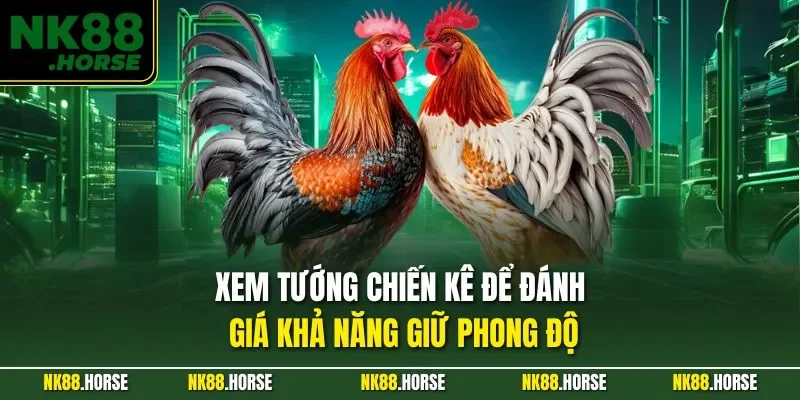 Xem tướng chiến kê để đánh giá khả năng giữ phong độ